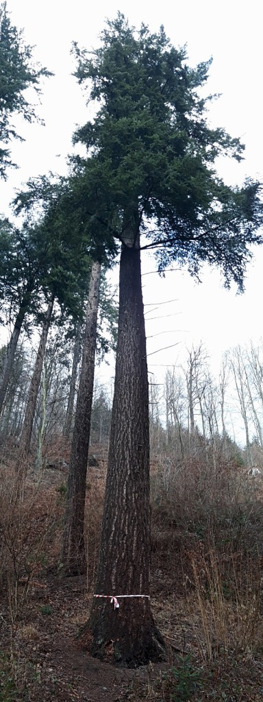 Daglezja zielona "Helena", najwyższe zmierzone drzewo w Polsce